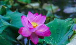 荷花短视频,短视频中的荷花魅力瞬间